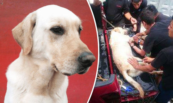 Ecuador's search and rescue dog died after rescued 7 people in the earthquake rubble.jpg