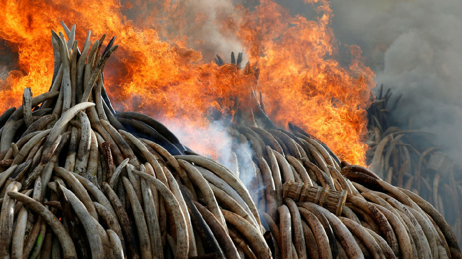 保护非洲象 肯尼亚销毁百余吨走私象牙
