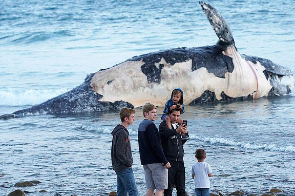 南加州海滩惊现6万磅腐烂鲸鱼尸体!