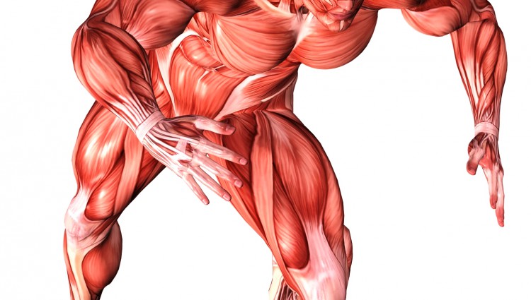 muscular-system.jpg