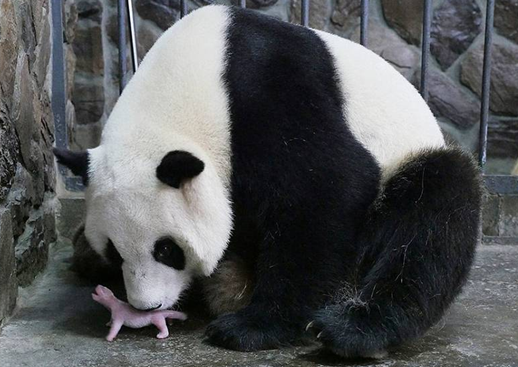2016年全球首只大熊猫宝宝诞生