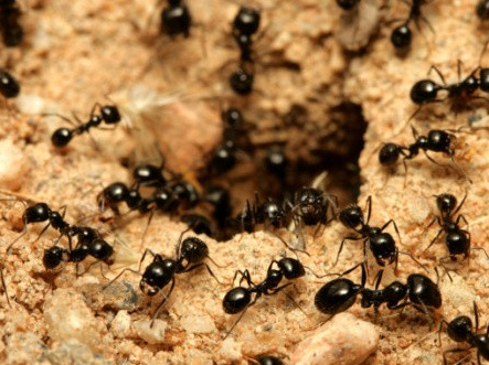 蚂蚁用触角来抓着墙壁