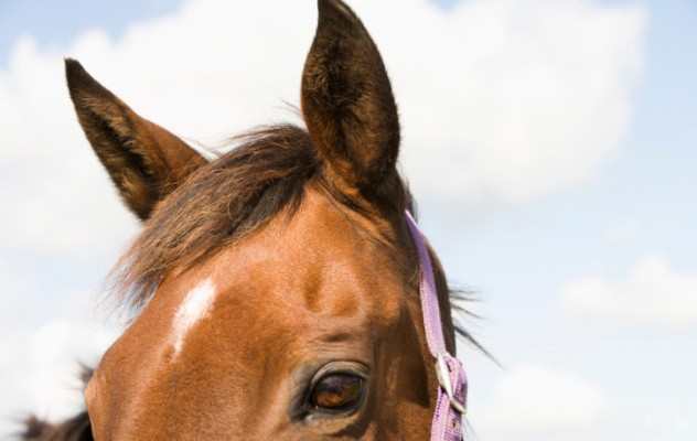 马儿们用它们的耳朵和眼睛来指路和交流