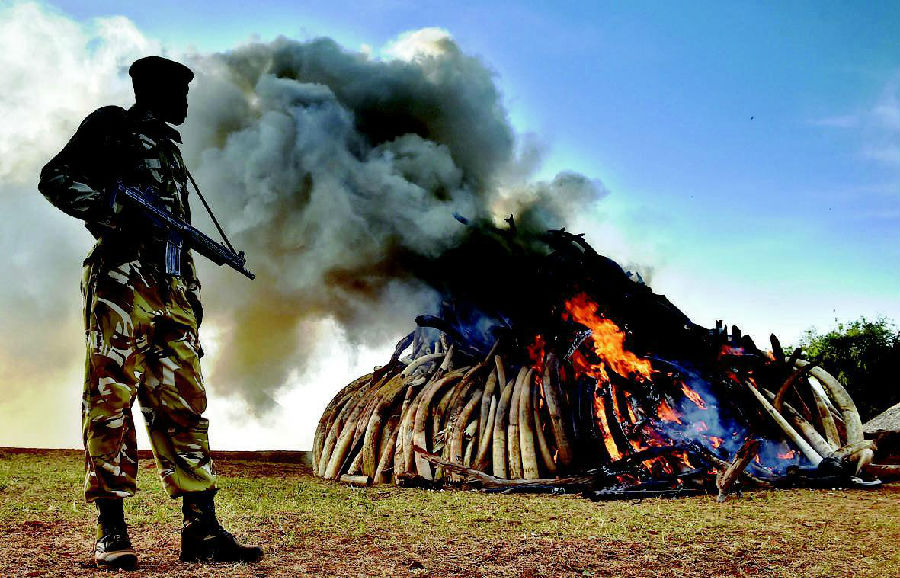 肯尼亚焚毁超百吨象牙及犀牛角