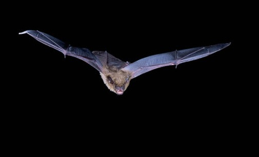 蝙蝠的翅膀上布满了各种复杂的风力传感器