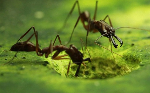 大齿猛蚁可以利用自己的下颌“金蝉脱壳”