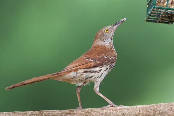 Brown-Thrasher-0793.jpg