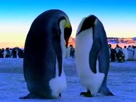 BBC纪录片 卧底企鹅帮