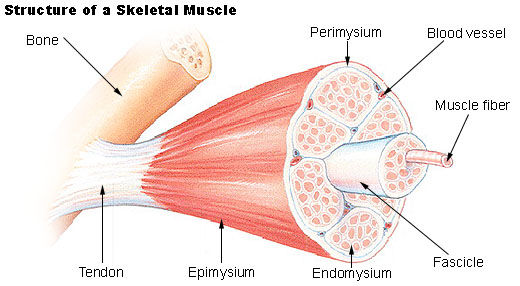skeletal muscle.jpg