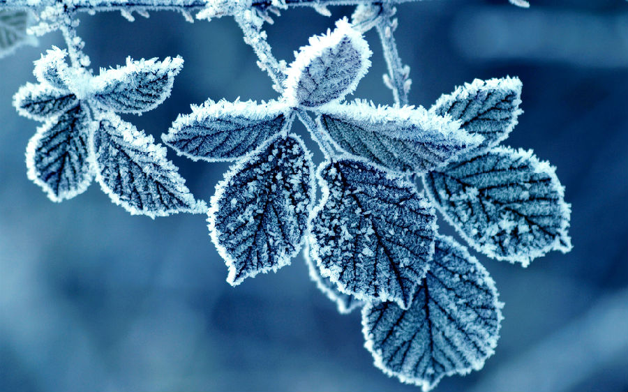 Frost-Leaves.jpg