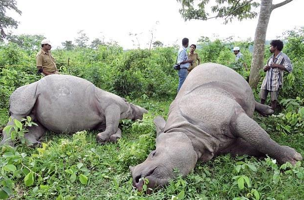 印度国家公园三头犀牛竟遭雷击身亡