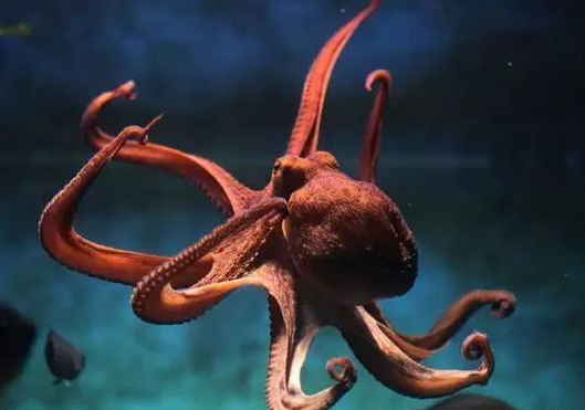 章鱼的大脑是如此不凡!