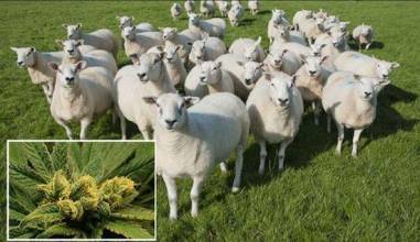 羊群误食大麻 闯入村庄集体发疯