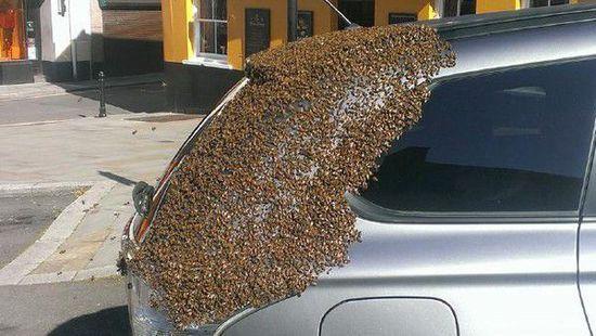 密集恐惧慎入! 蜂后被困车内 数万蜜蜂救驾!