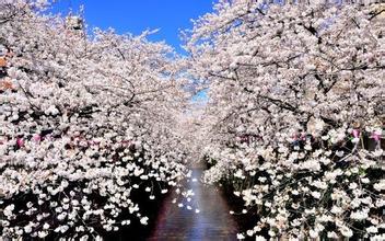 日本传统樱花节或成过去 树木受严重虫害威胁