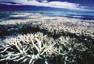 澳洲大堡礁珊瑚面临史上最严重白化危机
