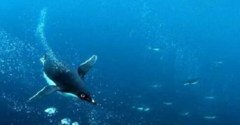 南極魚.jpg