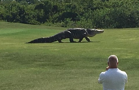 美国上演真实版《侏罗纪》 5米长巨鳄漫步高尔夫球场