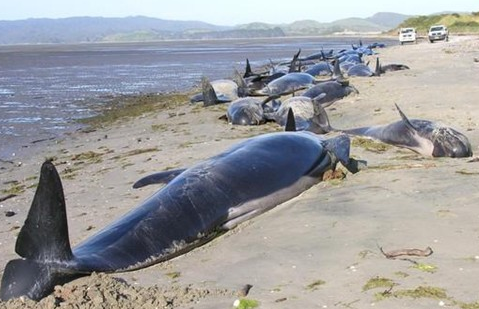 搁浅的海豚和鲸鱼