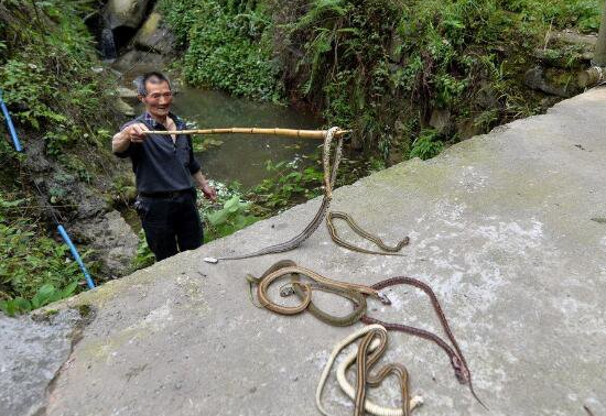 数百条毒蛇被放生引恐慌 村民自发组织进行捕杀