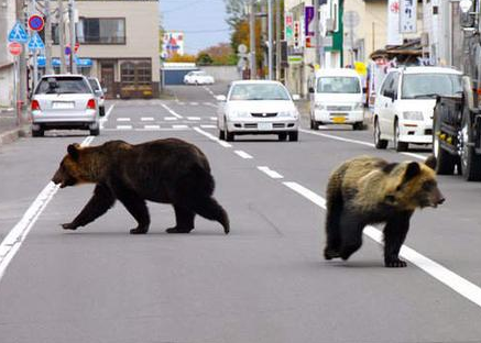 日本北部地区熊出没 已导致4人丧命