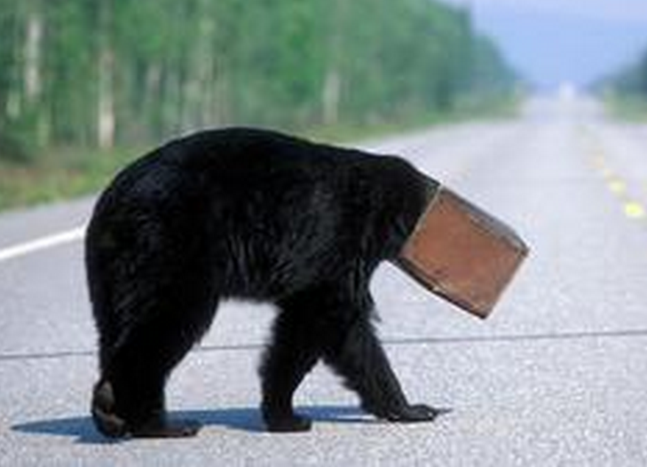 美国黑熊脑袋被卡咖啡罐 摸黑游荡高速公路