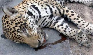 A Brazilian jaguar was shot and killed while escaping while participating in the torch relay ceremony.jpg
