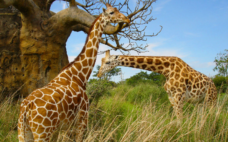 giraffes.jpg