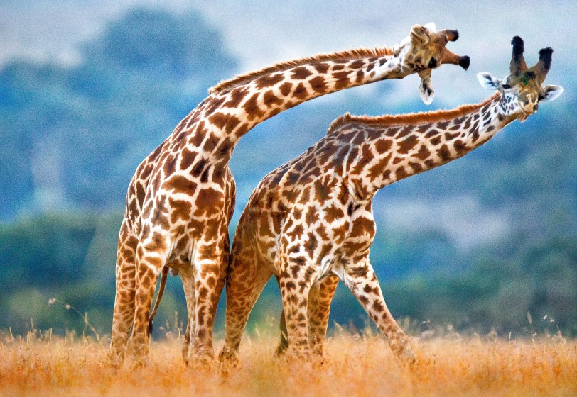 Giraffes.jpg