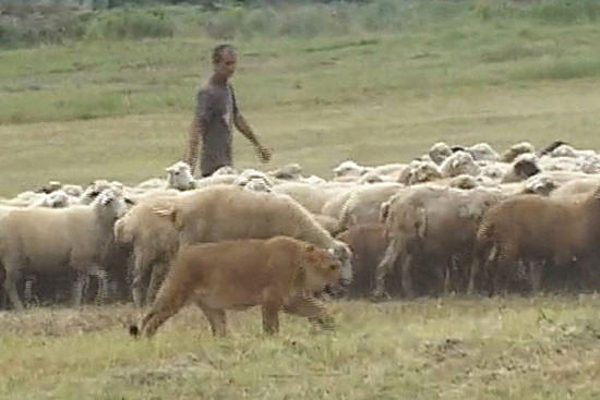 太酷了!俄罗斯男子养了头狮子帮自己放羊!