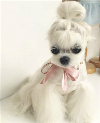 This internet celebrity dog ​​with ball head and double pony tails can be called a fashion girl.jpg