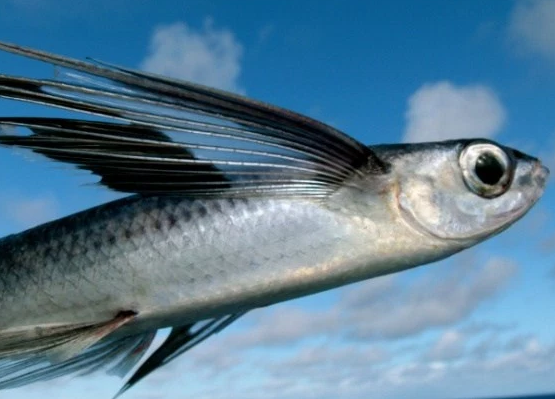 一条鱼的图片差点使科学发展延迟20年