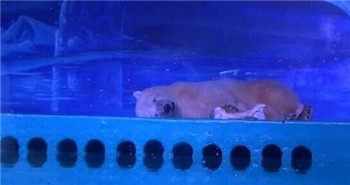 A beautiful polar bear is trapped in a shopping mall to take photos .jpg