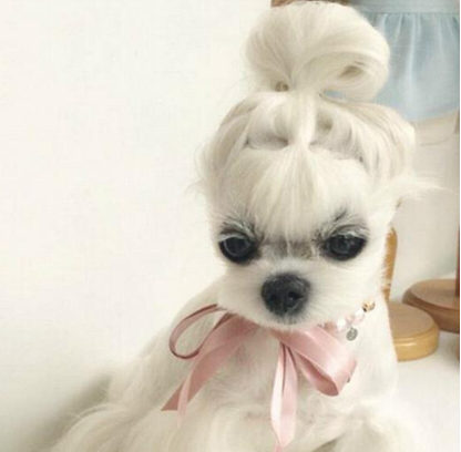 Korean dog has a cute haircut with red bun and double ponytail! .jpg