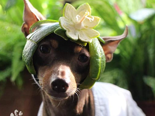 萌化了!台湾萌犬穿果蔬装走红网络!