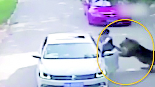 监控录像显示,女子下车后被老虎袭击.jpg