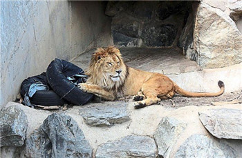 Japan launched a zoo jeans designed by lions .jpg