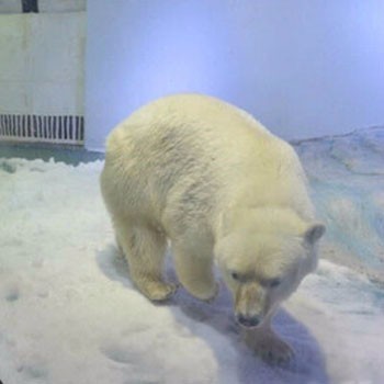 北极熊的悲伤有谁懂.jpg