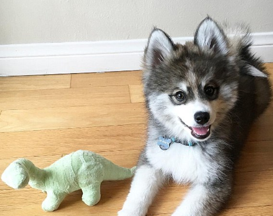 A cute puppy that appeared on the Instagram account "Norman the Pomsky" on the popular Internet .jpg