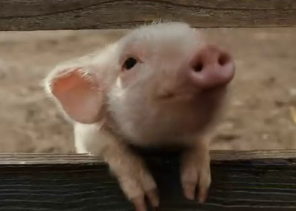 夏洛的网(MP3+中英字幕) 第18期:小猪威尔伯(9)