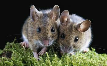 新西兰宣布灭鼠计划 誓言34年后杀光所有老鼠