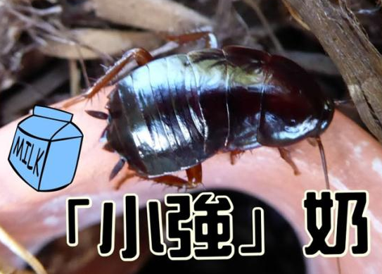 Do you dare to taste it? Research says that cockroach milk may become a super food in the future. .jpg