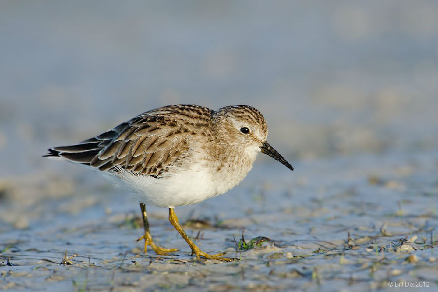 Sandpiper.jpg