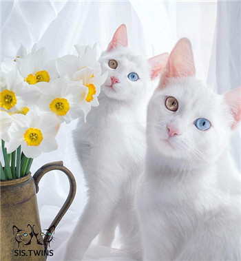 最美姐妹花 这对白猫有着最梦幻的异色瞳.jpg