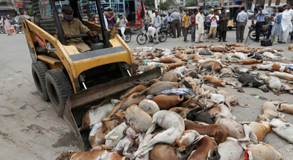 巴基斯坦政府捕杀流浪狗 尸体遍布街头
