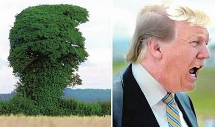 英国乡间惊现"特朗普树" 与特朗普招牌发型超神似