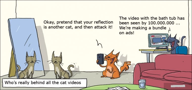 猫视频