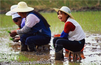How rice and wheat divide the world The difference between China and the West stems from agriculture.jpg