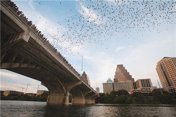 Alternative scenery in the midsummer of Texas. Bats fall from the sky like a torrential rain.jpg