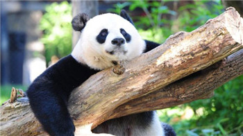 Giant pandas are removed from the endangered list. Eastern gorillas become critically endangered.jpg